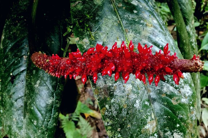 Drake Bay - Private Primary Rainforest Tour (Corcovado Next Door)