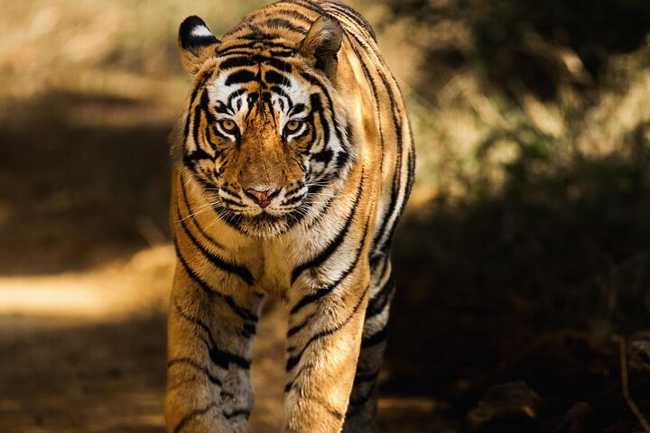 Ranthambore Safari Booking