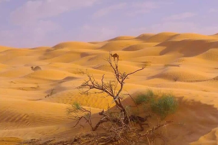2 Days 1 Night in the Sahara 75km Private
