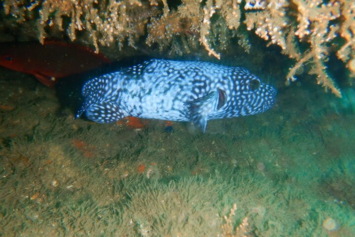 Turtle Islands Snorkeling and Wildlife Refuge Curu