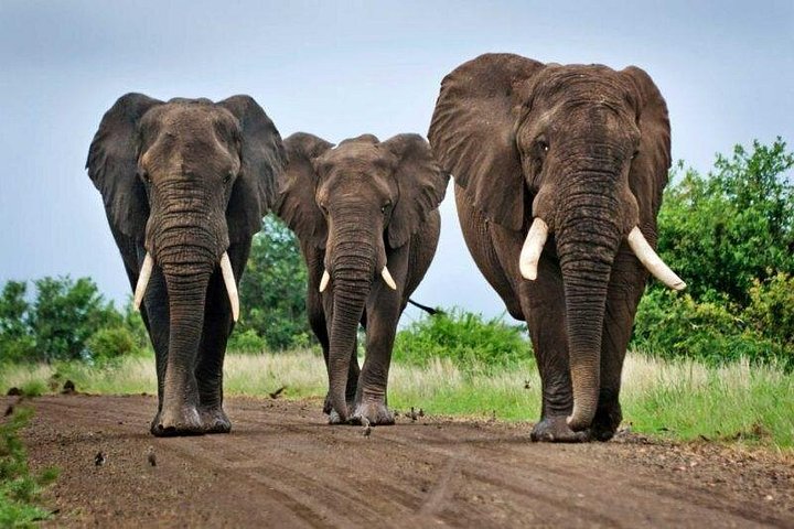 Day Trip Safari in Akagera Park with hotel pickup and lunch