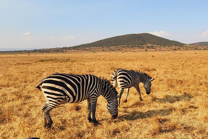 Day Trip Safari in Akagera Park with hotel pickup and lunch