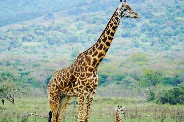 Day Trip Safari in Akagera Park with hotel pickup and lunch