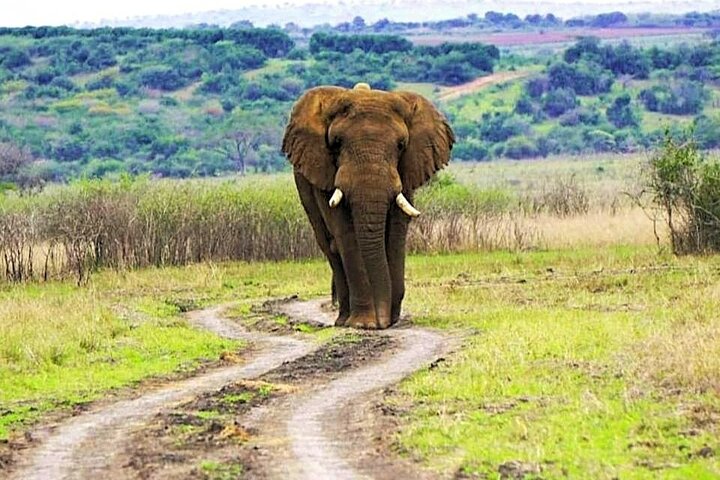 Day Trip Safari in Akagera Park with hotel pickup and lunch