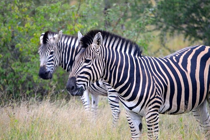 Day Trip Safari in Akagera Park with hotel pickup and lunch
