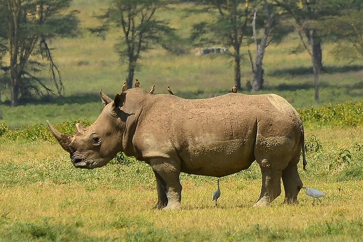 Day Trip Safari in Akagera Park with hotel pickup and lunch