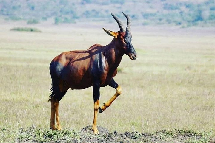 Day Trip Safari in Akagera Park with hotel pickup and lunch