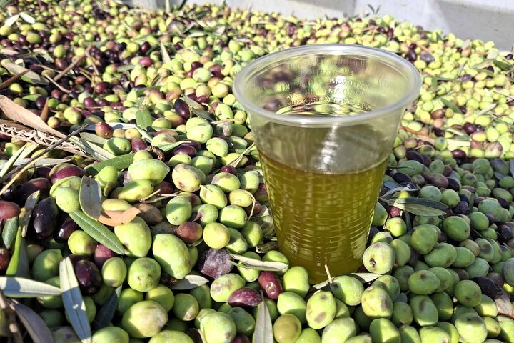 Kefalonia: Private Olive Oil, Honey & Wine Tasting Experience