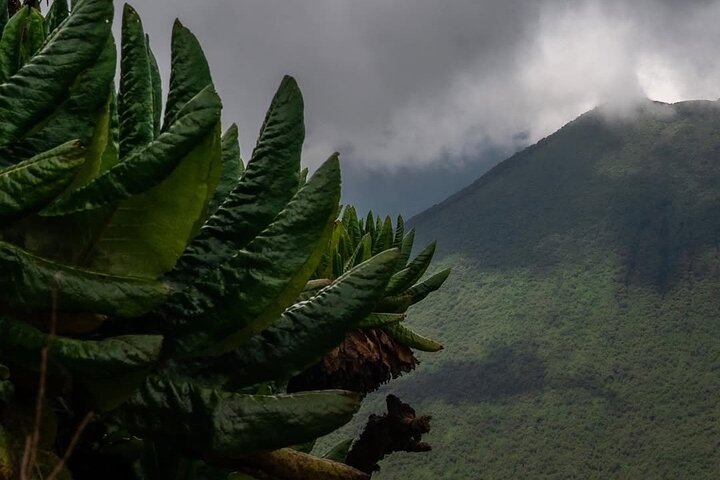 2 Days Hiking Moutain Muhabura