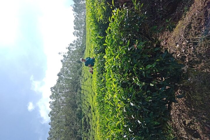 Green Magic Day Tour to Munnar