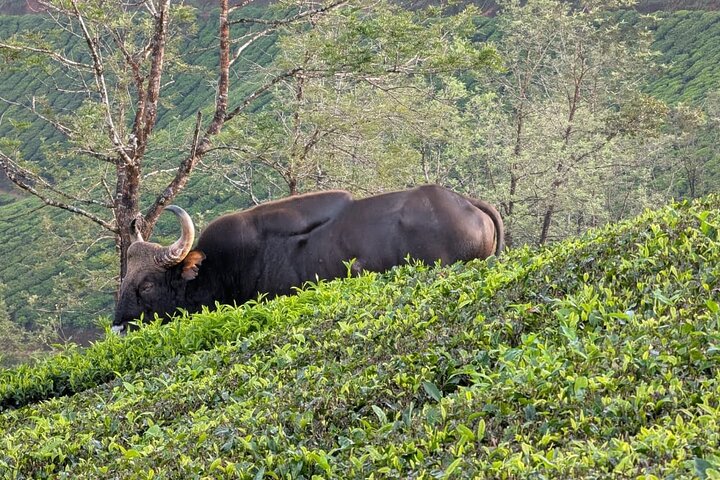Green Magic Day Tour to Munnar