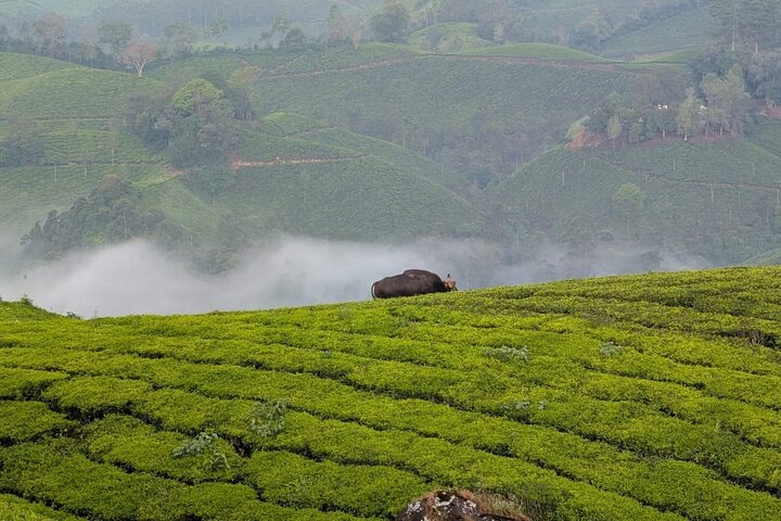 Green Magic Day Tour to Munnar