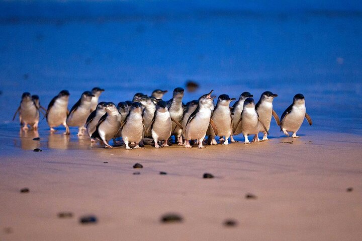 Melbourne Puffing Billy Train and Penguin Parade Day Tour Escape