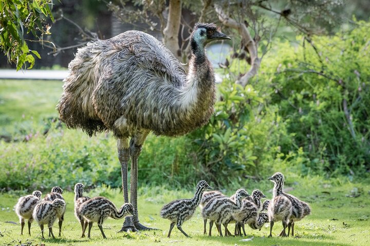 Small-Group Grampians Great Wildlife Escape Day Trip with Hiking