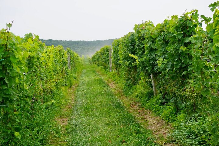 Hudson Valley Wineries- Private Transport- OR brewery/distillery