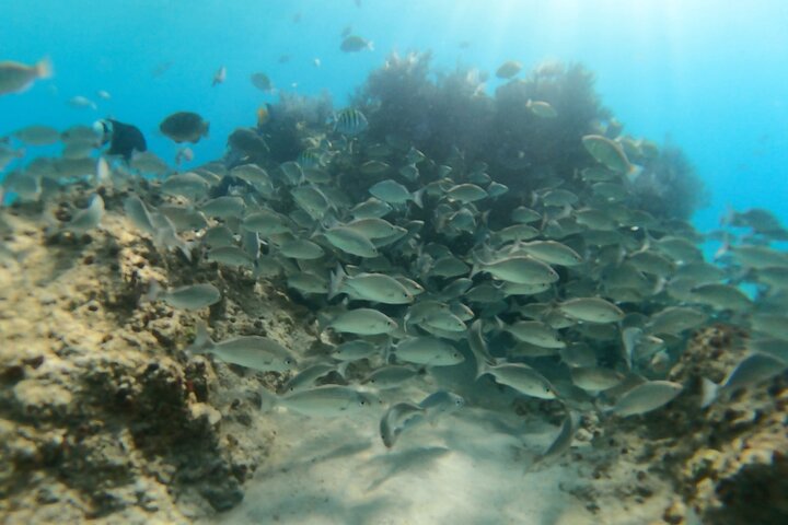 La Paz: Balandra Beach Private Boat Tour — Small Group