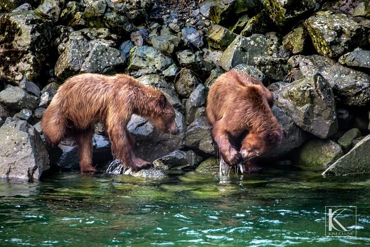 4 hours Chilkoot Lake Nature and Wildlife Viewing