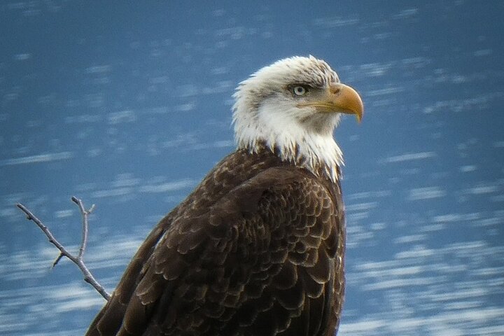 4 hours Chilkoot Lake Nature and Wildlife Viewing