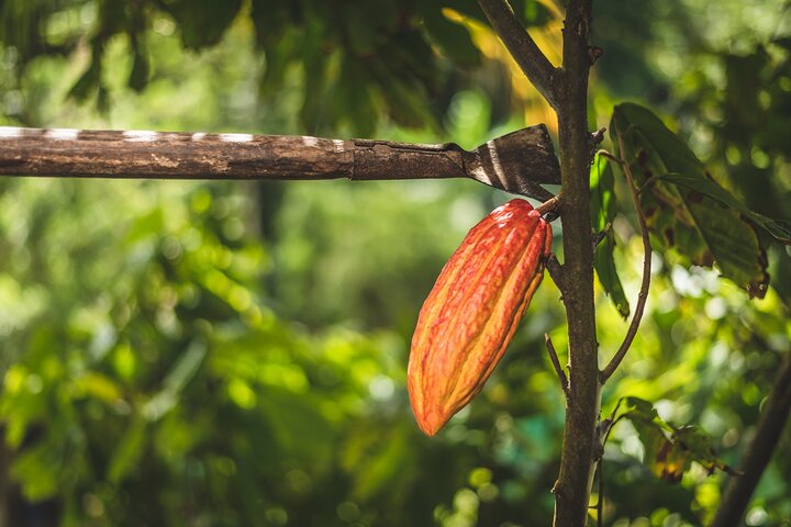 Project Chocolat Tree to Bar Tour at Hotel Chocolat Saint Lucia