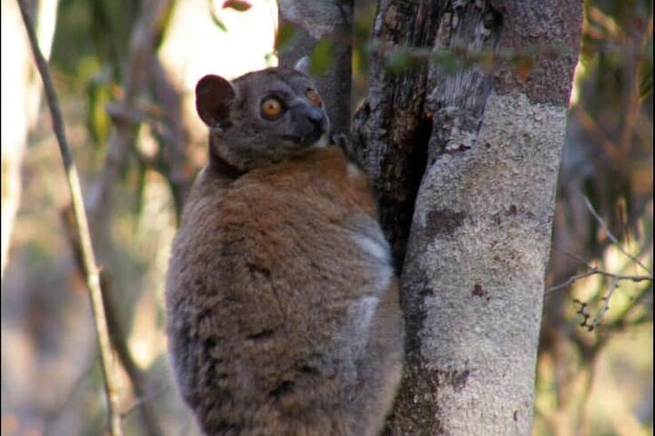Morondava Tour : 3-day to Tsingy of Bemaraha & Baobab avenue