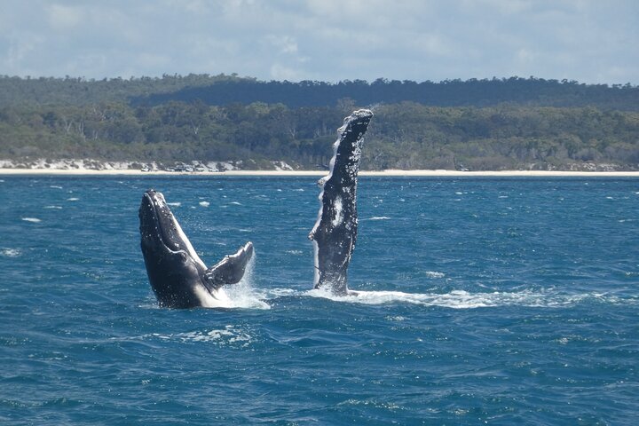 Hervey Bay Ultimate Whale Watching Cruise