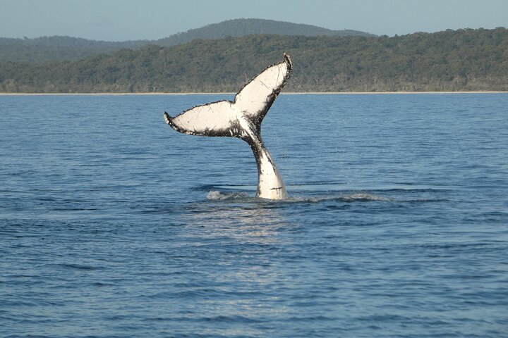 Hervey Bay Ultimate Whale Watching Cruise