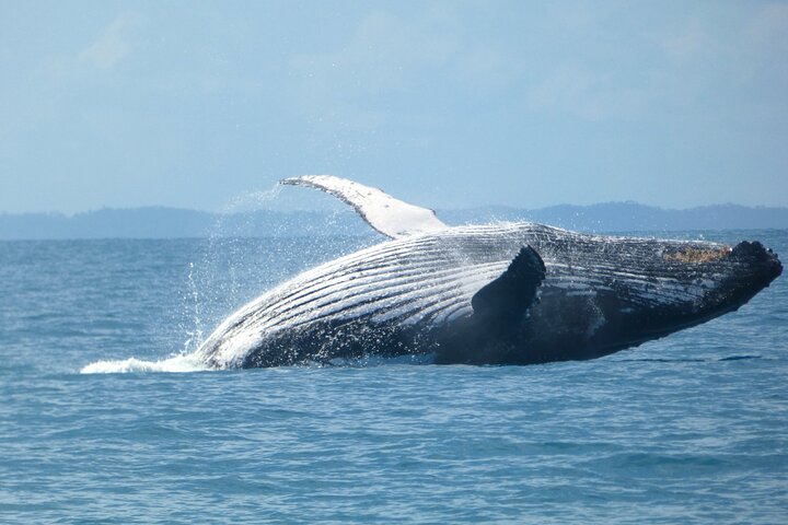 Hervey Bay Ultimate Whale Watching Cruise