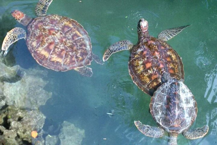 Full day: Snorkeling Dolphin Aquarium Turtles Sunset Kendwa Beach