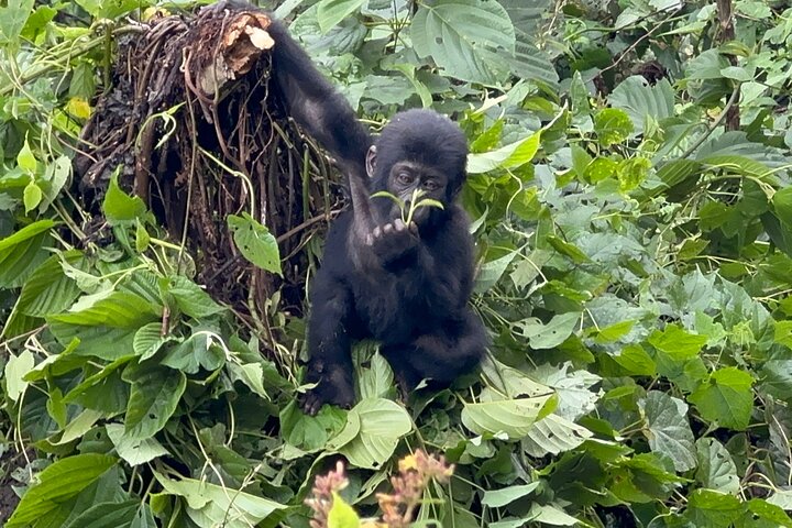 1 Day Gorilla Trekking Mgahinga Gorilla NP & Lake Bunyonyi