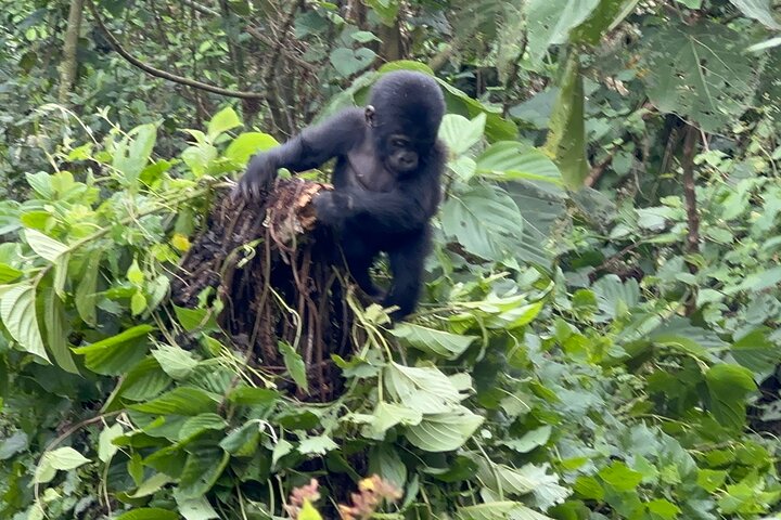 1 Day Gorilla Trekking Mgahinga Gorilla NP & Lake Bunyonyi