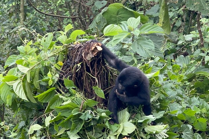 1 Day Gorilla Trekking Mgahinga Gorilla NP & Lake Bunyonyi