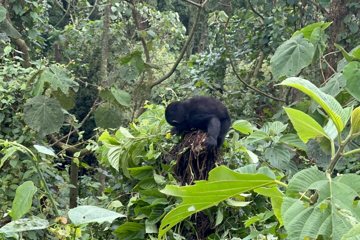 1 Day Gorilla Trekking Mgahinga Gorilla NP & Lake Bunyonyi