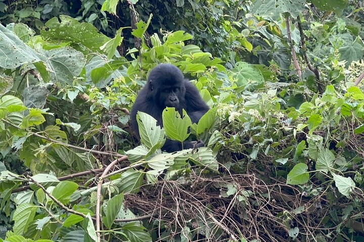 1 Day Gorilla Trekking Mgahinga Gorilla NP & Lake Bunyonyi