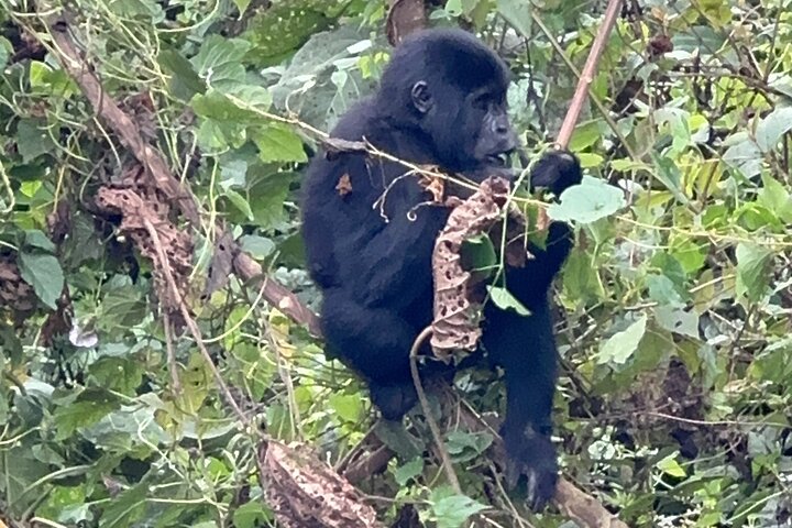 1 Day Gorilla Trekking Mgahinga Gorilla NP & Lake Bunyonyi
