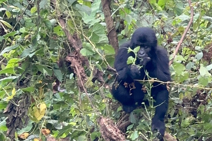 1 Day Gorilla Trekking Mgahinga Gorilla NP & Lake Bunyonyi