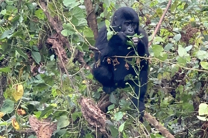 1 Day Gorilla Trekking Mgahinga Gorilla NP & Lake Bunyonyi