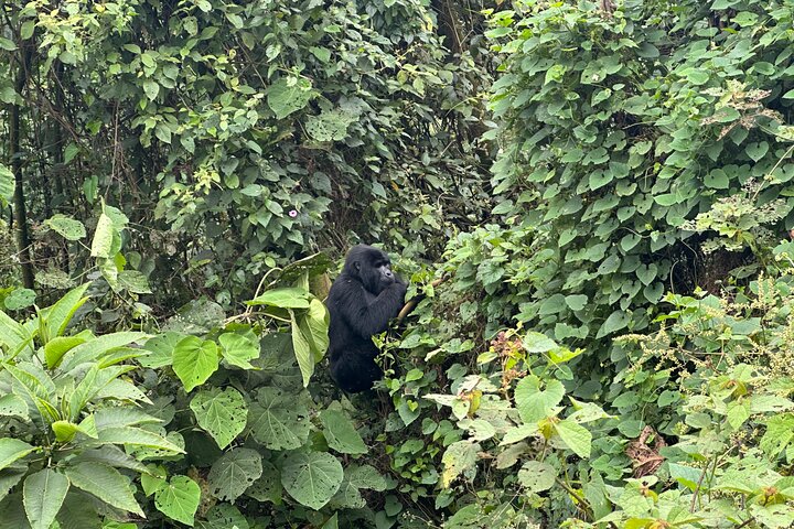 1 Day Gorilla Trekking Mgahinga Gorilla NP & Lake Bunyonyi