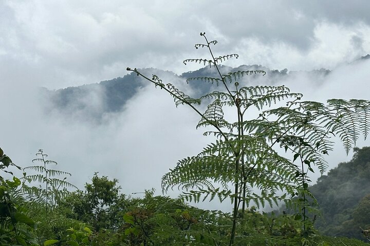 1 Day Gorilla Tracking Trip, Bwindi Impenetrable National Park