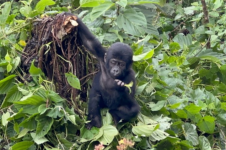 1 Day Gorilla Tracking Trip, Bwindi Impenetrable National Park