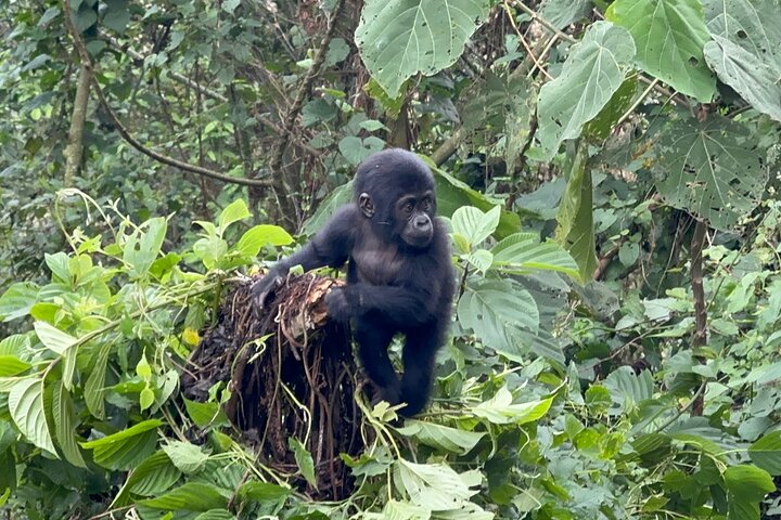 1 Day Gorilla Tracking Trip, Bwindi Impenetrable National Park