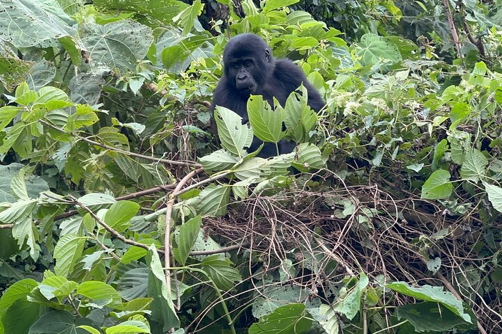 1 Day Gorilla Tracking Trip, Bwindi Impenetrable National Park