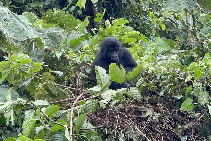1 Day Gorilla Tracking Trip, Bwindi Impenetrable National Park