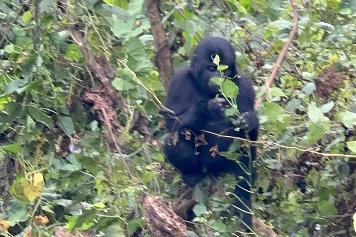 1 Day Gorilla Tracking Trip, Bwindi Impenetrable National Park