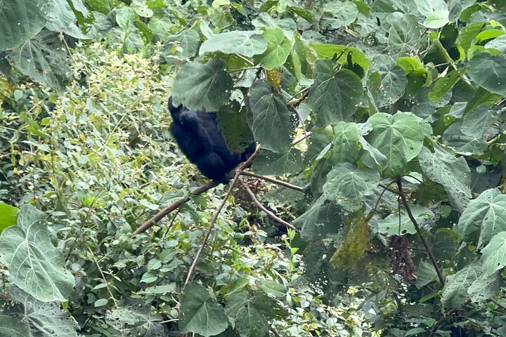 1 Day Gorilla Tracking Trip, Bwindi Impenetrable National Park
