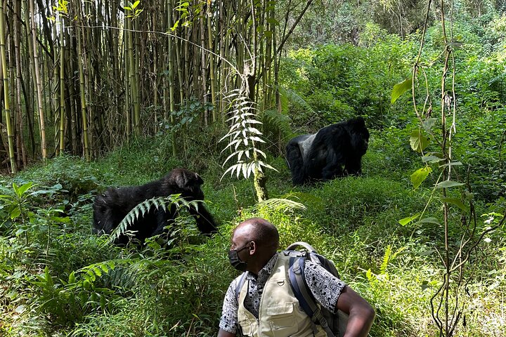 1 Day Gorilla Tracking Trip, Bwindi Impenetrable National Park