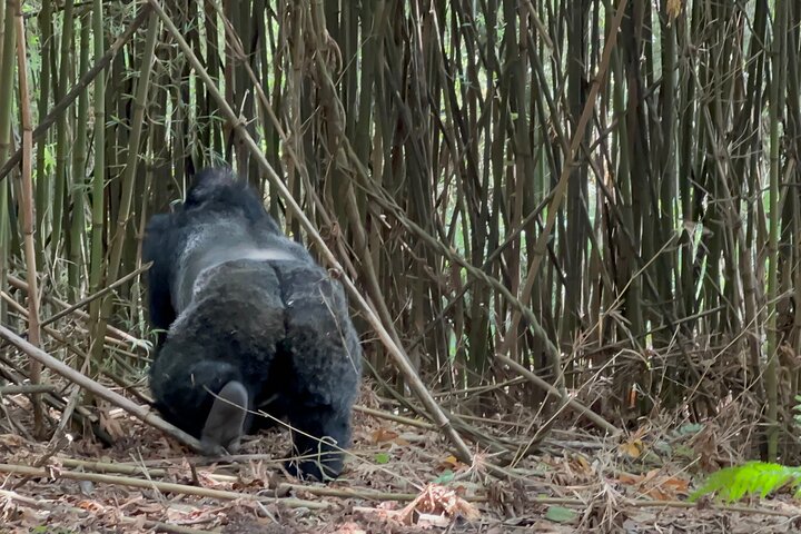 1 Day Gorilla Tracking Trip, Bwindi Impenetrable National Park