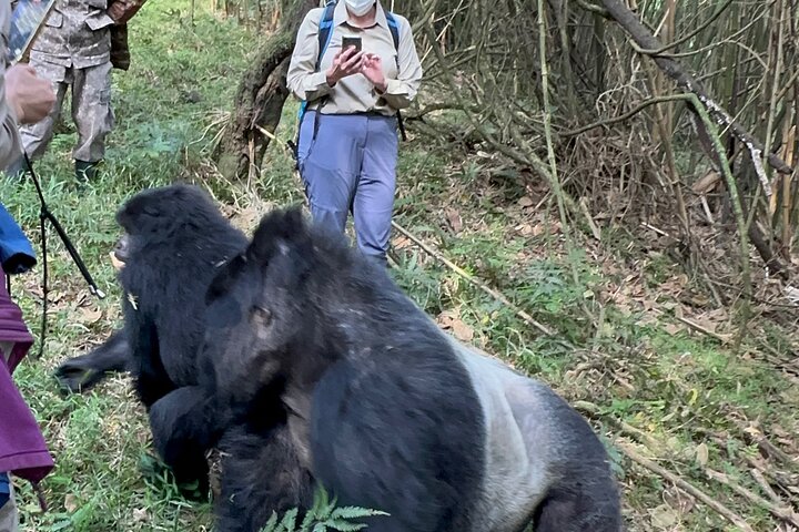 1 Day Gorilla Tracking Trip, Bwindi Impenetrable National Park