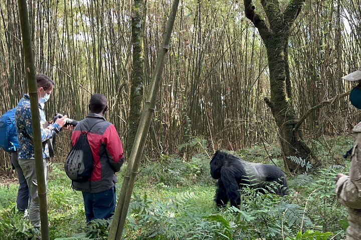 1 Day Gorilla Tracking Trip, Bwindi Impenetrable National Park