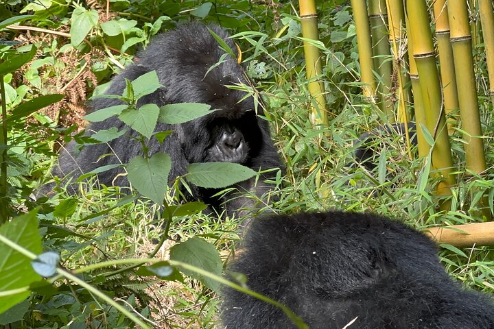 1 Day Gorilla Tracking Trip, Bwindi Impenetrable National Park