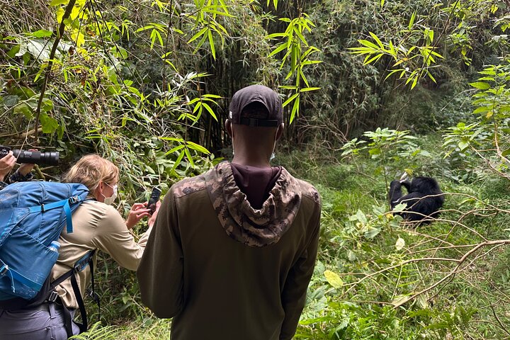 1 Day Gorilla Tracking Trip, Bwindi Impenetrable National Park